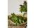 Basil Thai Batik 250 seeds